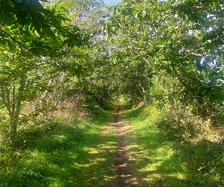 The Le Léhan campsite in Finistère offers well-maintained and secure access paths, facilitating the arrival of cyclists and hikers